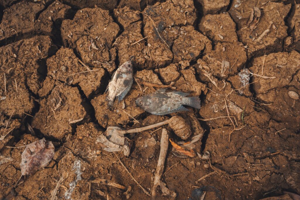 Schimbările climatice în 2025: impactul asupra vieții cotidiene în România